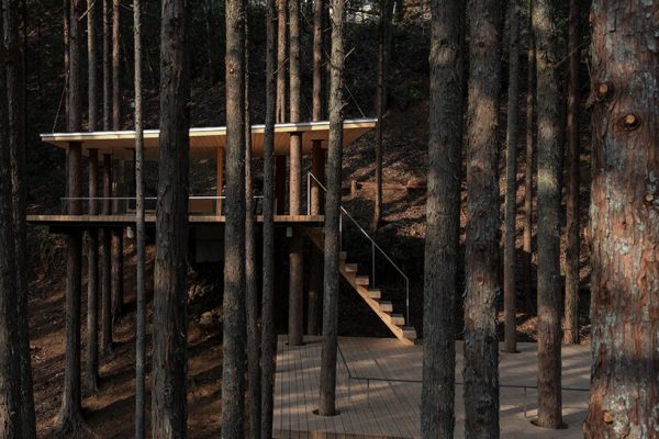 tree trunks pierce through sauna shelter by DAICHI in japanese forest